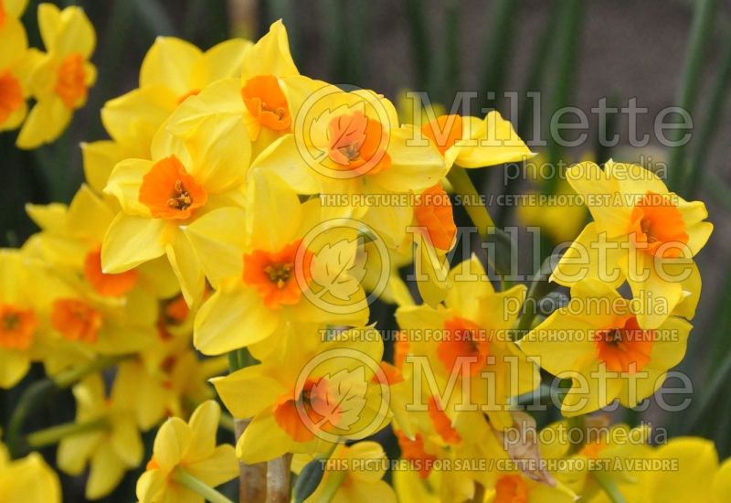 Narcissus Martinette (Daffodil) 2  