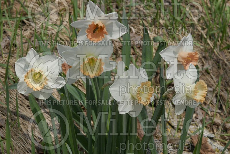 Narcissus mix with pink (Daffodil) 1 