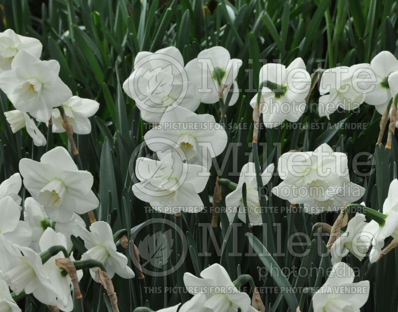 Narcissus Misty Glen (Daffodil) 1  