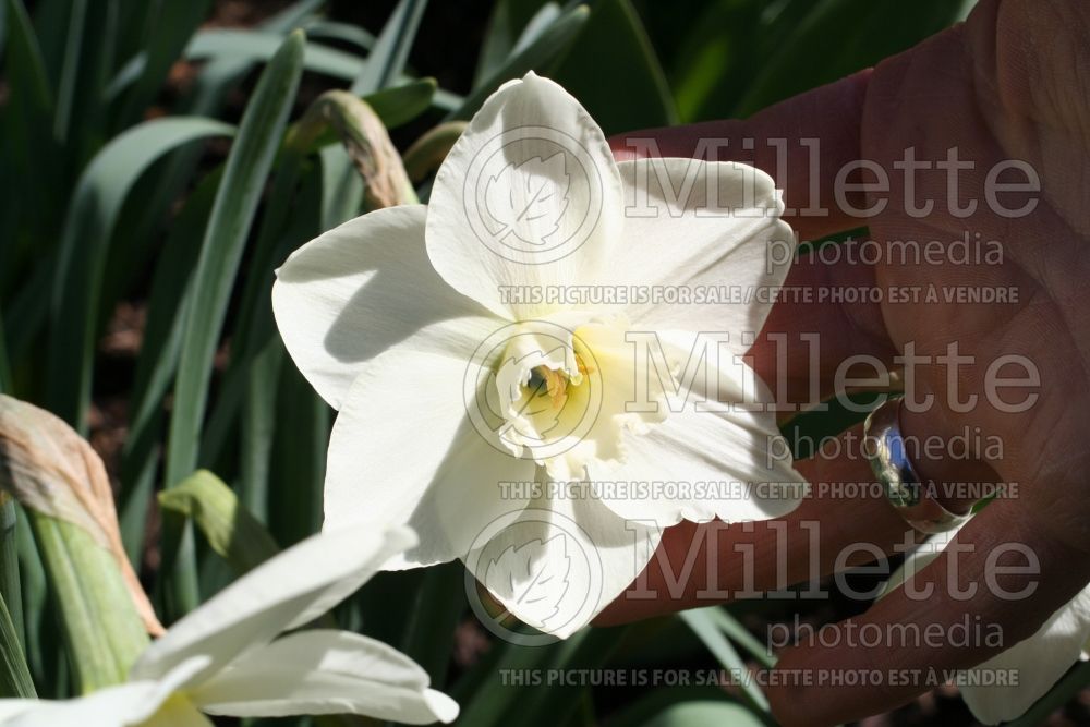 Narcissus Misty Glen (Daffodil) 2  