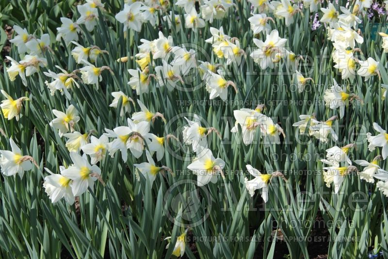 Narcissus Mount Hood (Daffodil) 7  