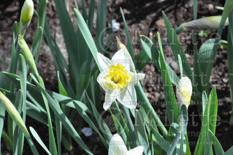 Narcissus Mount Hood (Daffodil) 4  