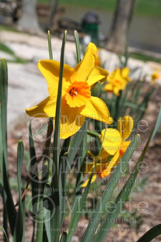 Narcissus Pappy George (Daffodil) 1  