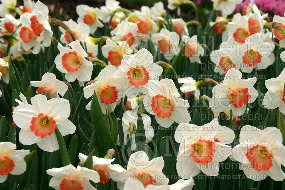 Narcissus Pink Charm (Daffodil) 4