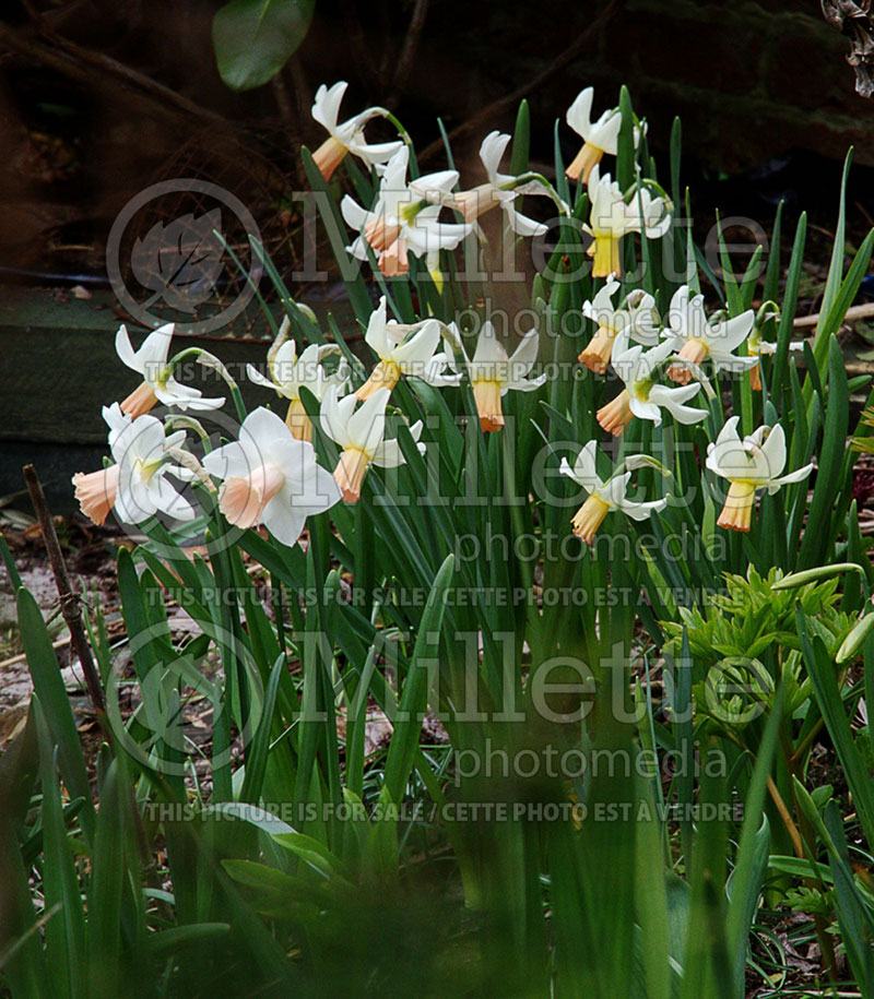 Narcissus Pink Silk (Daffodil) 1  