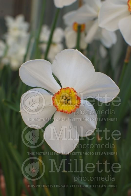 Narcissus Actaea (Daffodil) 1  