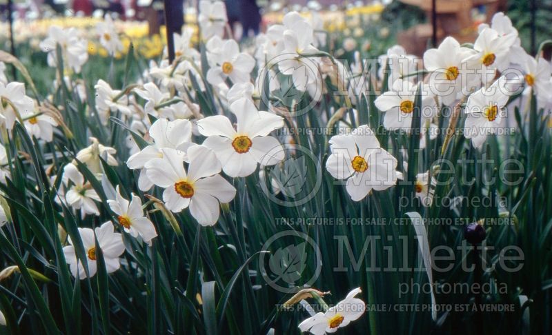 Narcissus Actaea (Daffodil) 2  