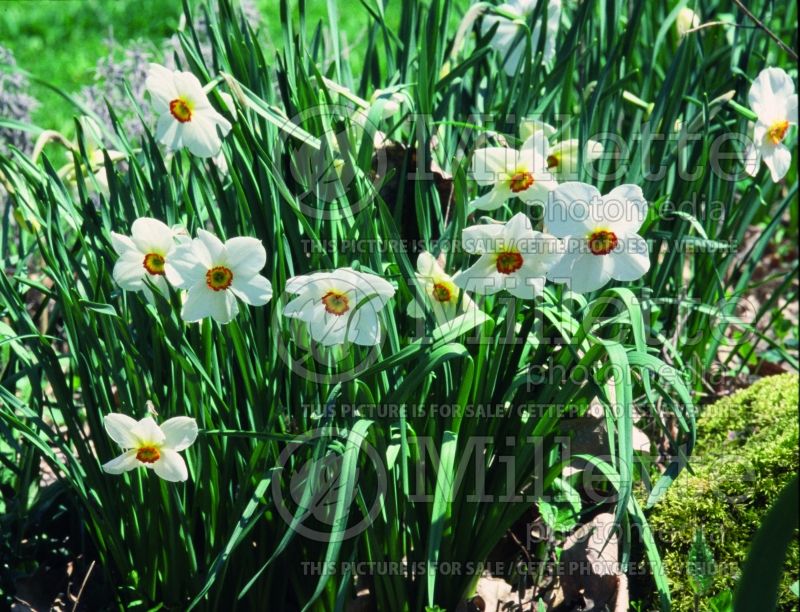 Narcissus Actaea (Daffodil) 5  