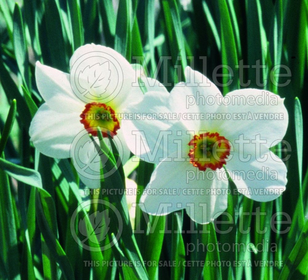 Narcissus Actaea (Daffodil) 3  