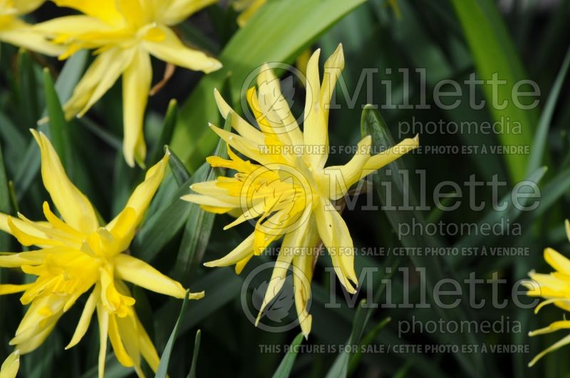 Narcissus Rip Van Winkle (Daffodil) 1  