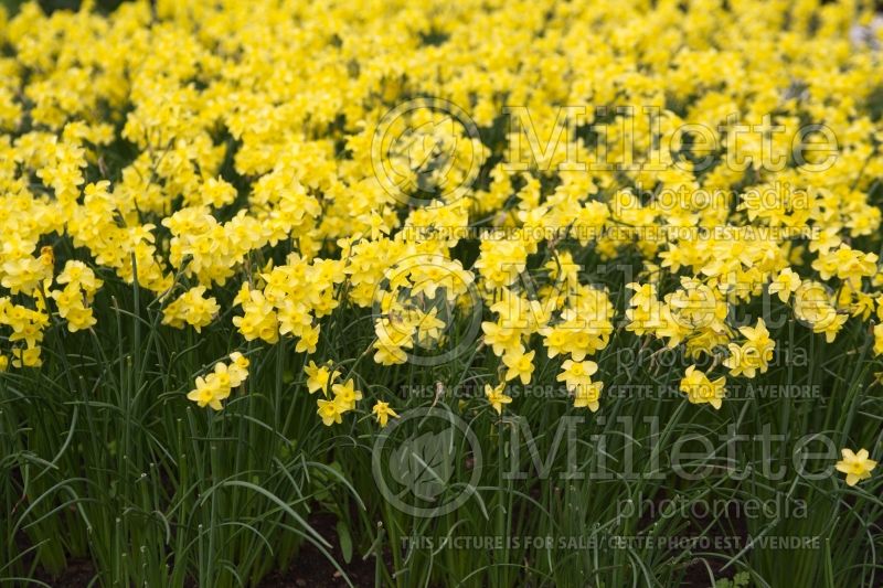 Narcissus Sabrosa (Daffodil) 1  