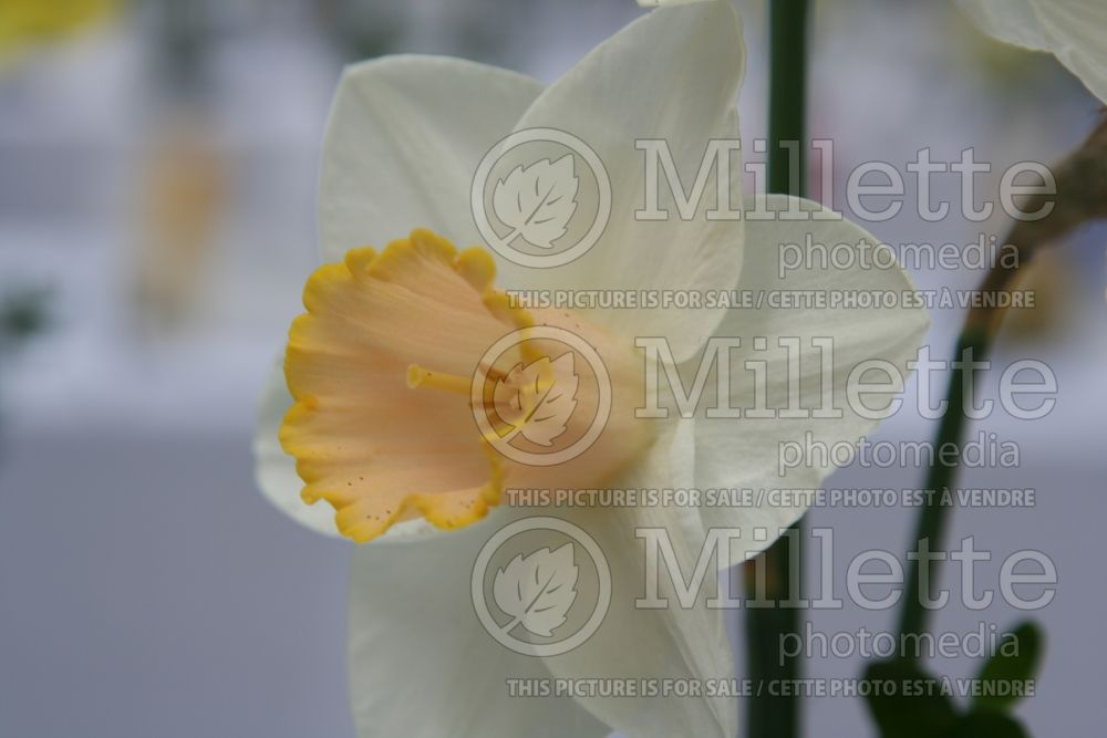 Narcissus Salome (Daffodil) 1  