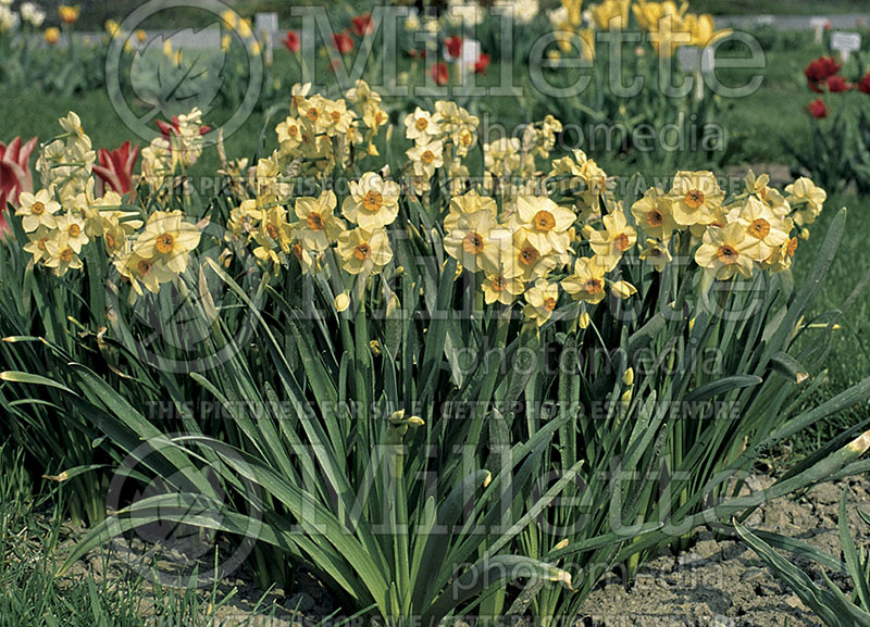 Narcissus Scarlet Gem (Daffodil) 1 