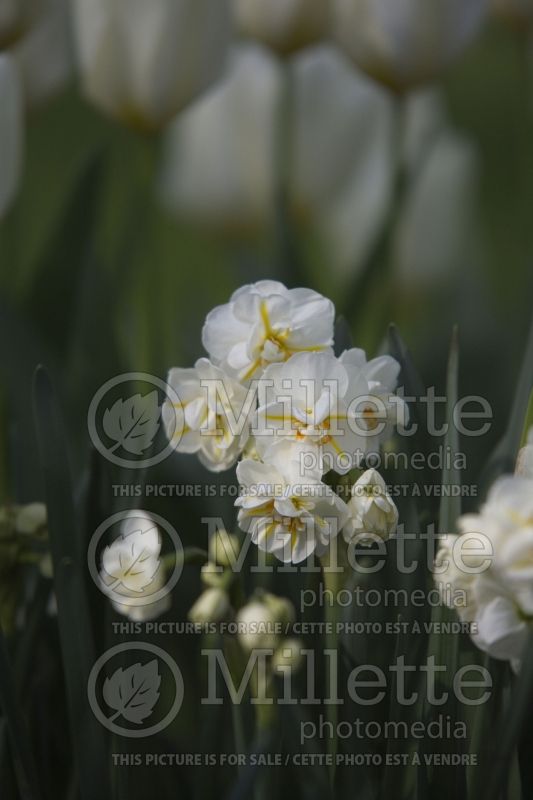 Narcissus Sir Winston Churchill (Daffodil) 1  