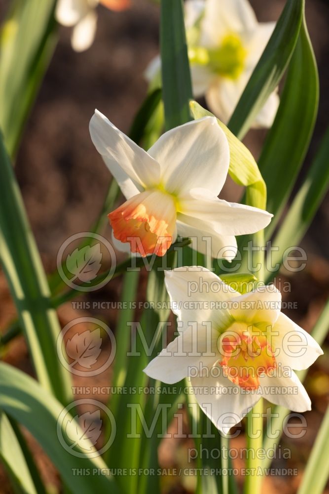 Narcissus Spring Fever (Daffodil) 1