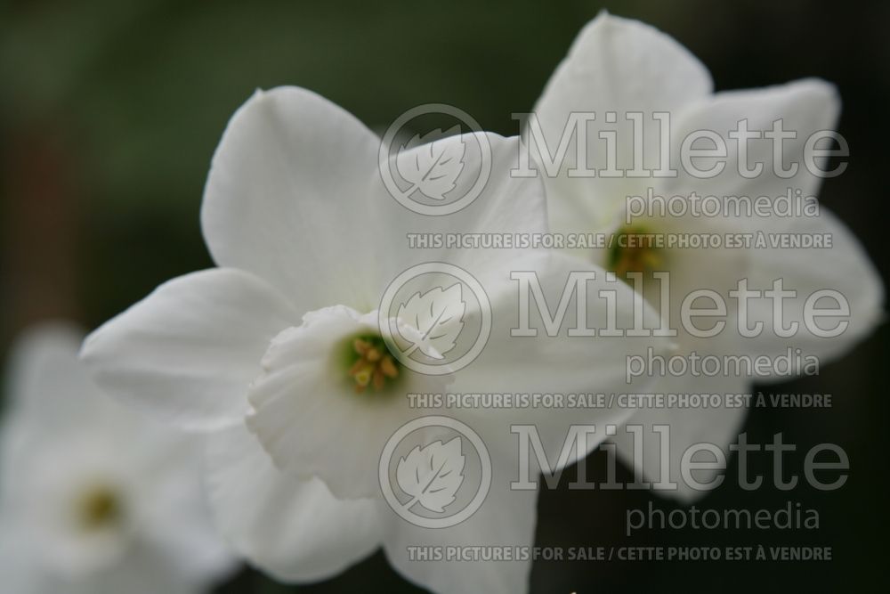 Narcissus Stainless (Daffodil) 1  