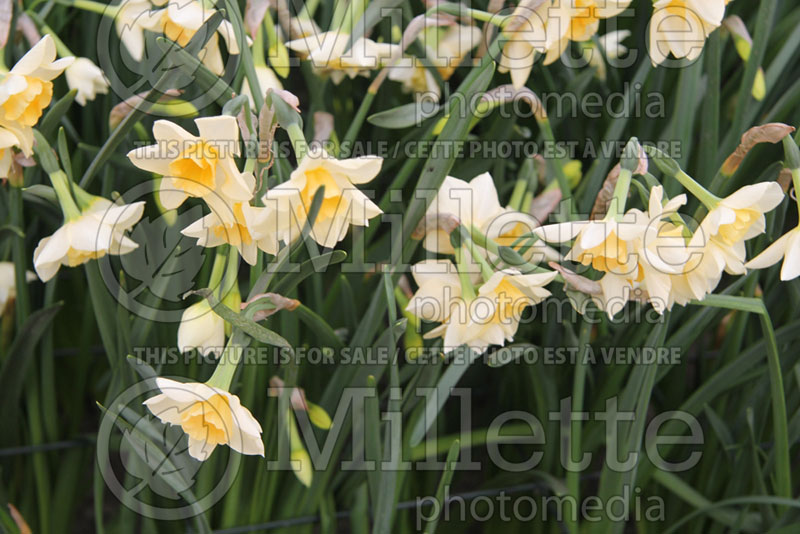 Narcissus Sweet Love (Daffodil) 1  