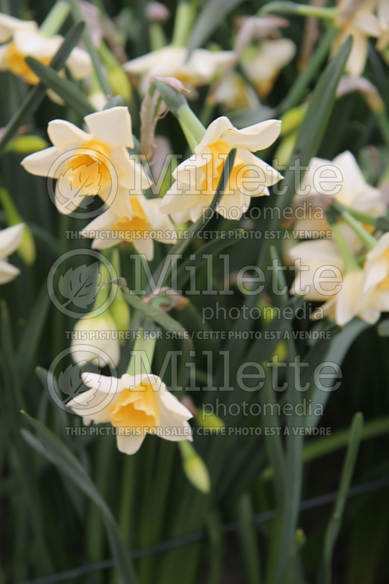 Narcissus Sweet Love (Daffodil) 2  