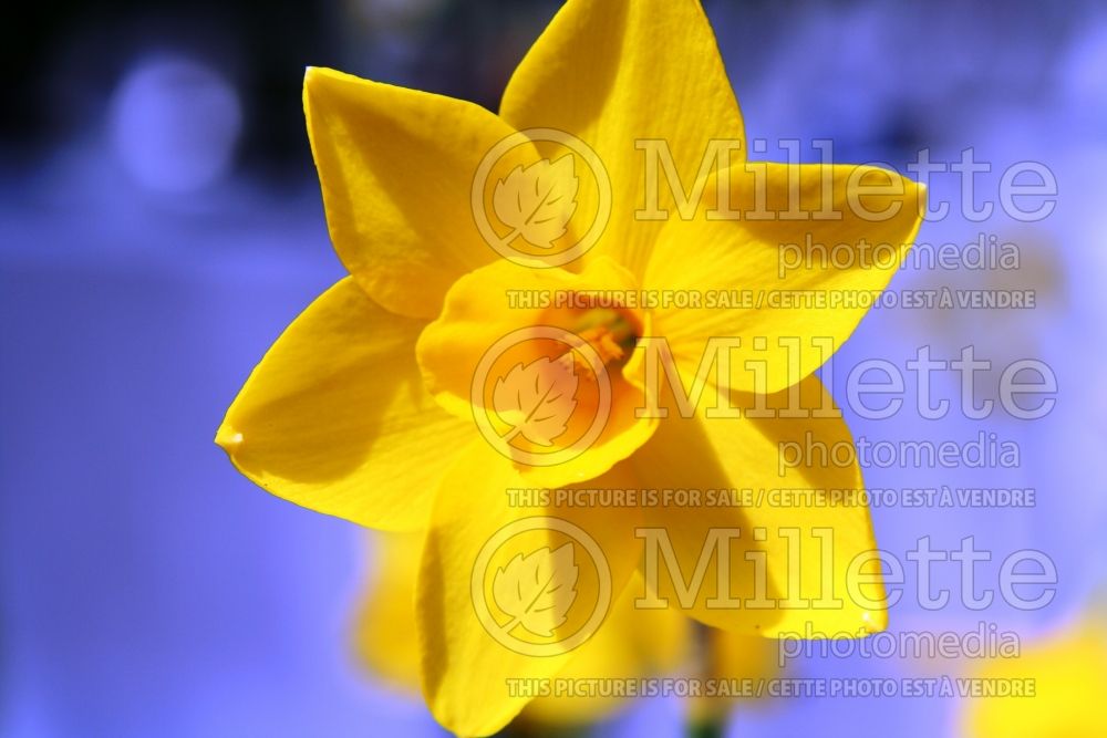 Narcissus Sweetness (Daffodil) 3  