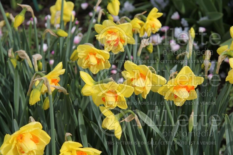 Narcissus Tahiti (Daffodil)  2 