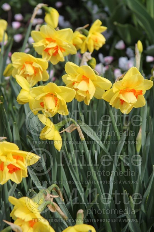 Narcissus Tahiti (Daffodil)  3 