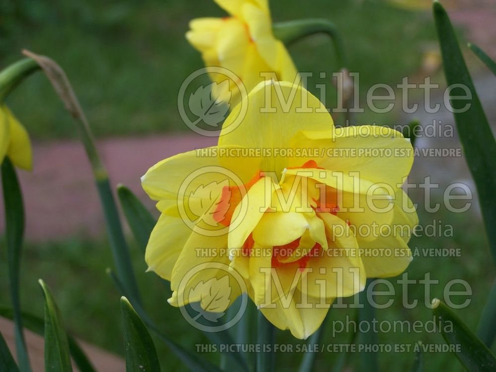 Narcissus Tahiti (Daffodil)  5 