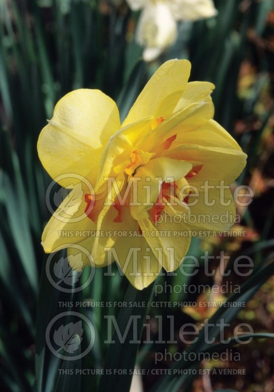 Narcissus Tahiti (Daffodil)  6 