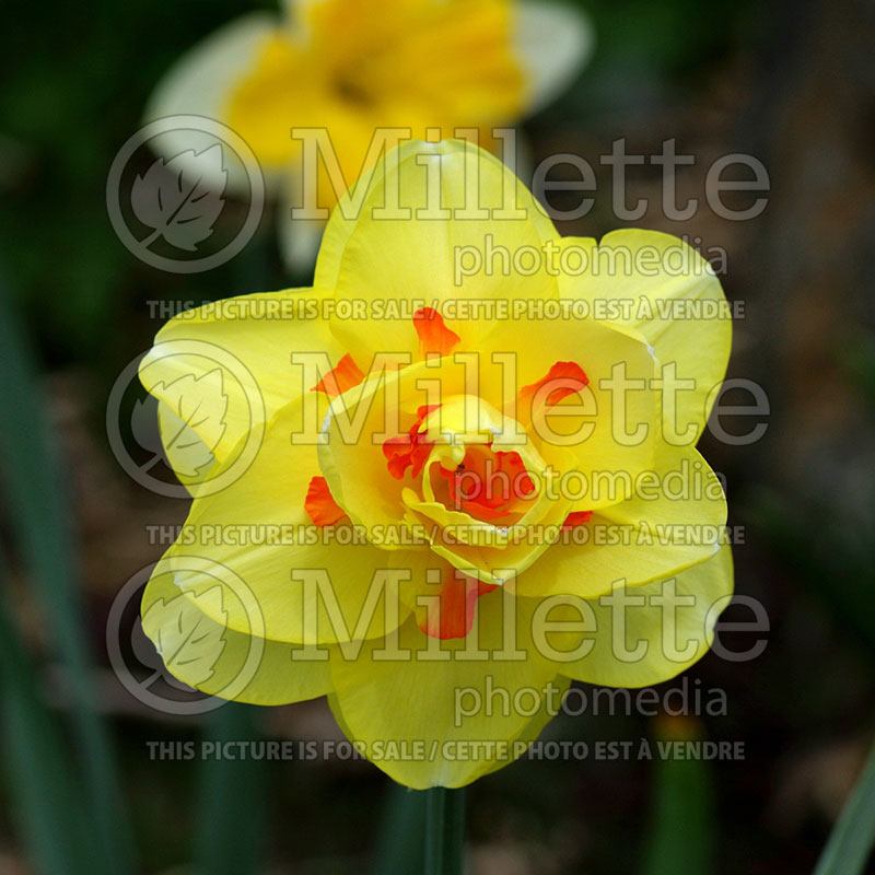 Narcissus Tahiti (Daffodil)  1 