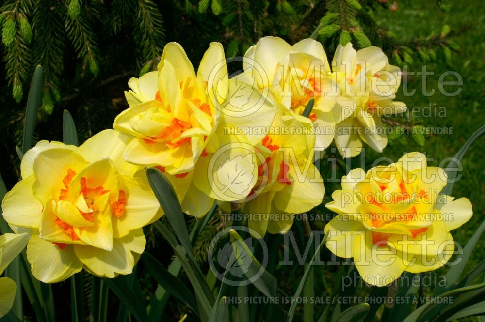 Narcissus Tahiti (Daffodil)  7 