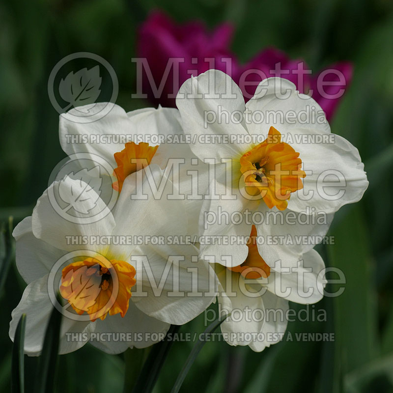 Narcissus tazetta (Daffodil Japan’s paperwhite) 1  