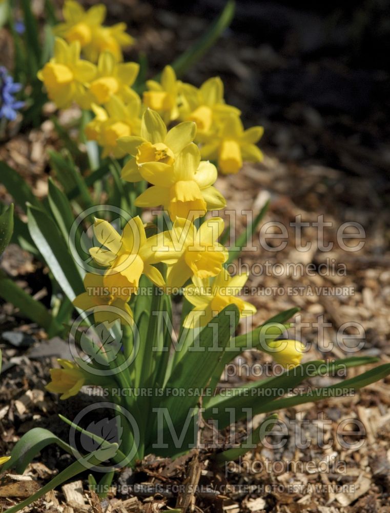 Narcissus Tete-a-Tete (Daffodil) 2