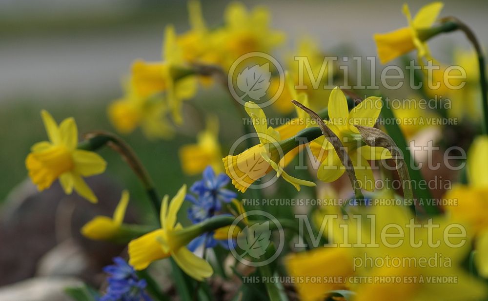 Narcissus Tete-a-Tete (Daffodil) 3