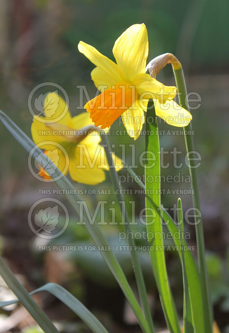 Narcissus Tete-a-Tete (Daffodil) 1 