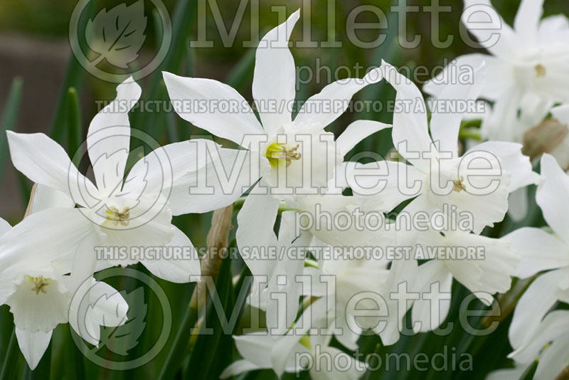 Narcissus Thalia (Daffodil) 4