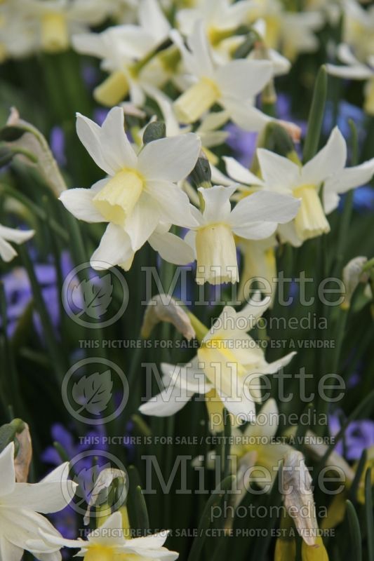 Narcissus Toto (Daffodil) 3  