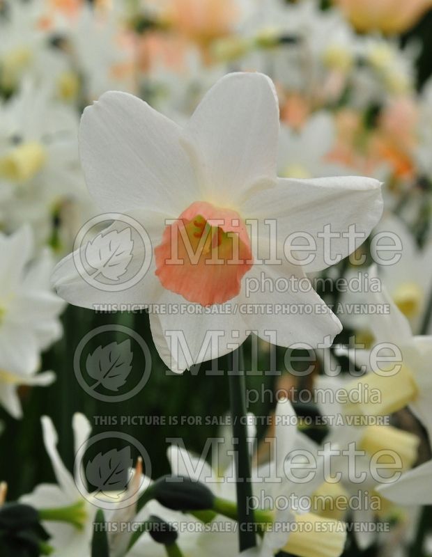 Narcissus Toto (Daffodil) 4  