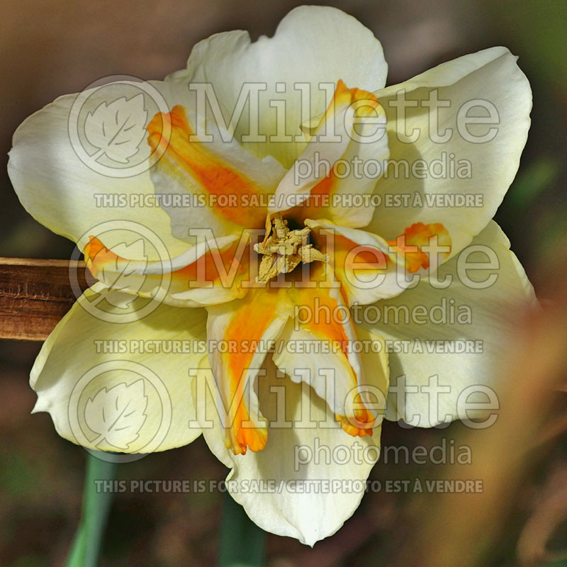 Narcissus Trepolo (Daffodil) 1  