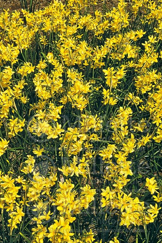 Narcissus Hawera (Daffodil) 5  