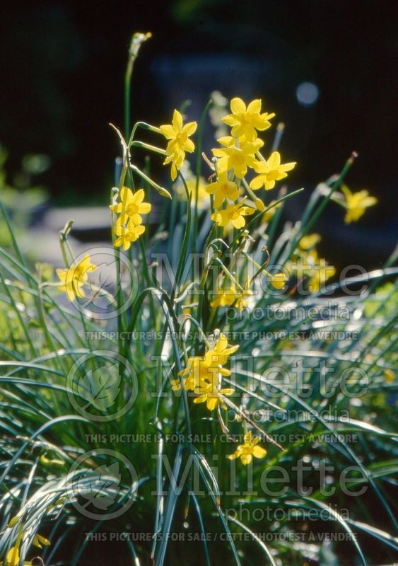 Narcissus Hawera (Daffodil) 6  