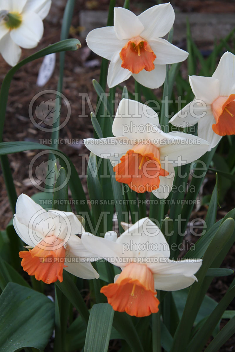 Narcissus Tritomba (Daffodil) 1 