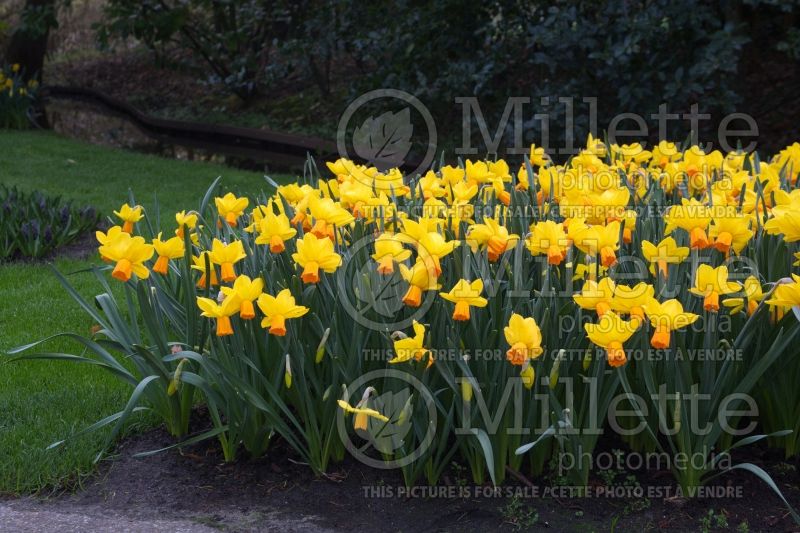 Narcissus Velocity (Daffodil) 1  