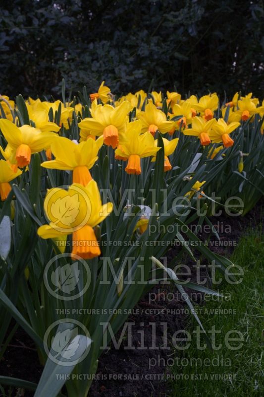 Narcissus Velocity (Daffodil) 2  