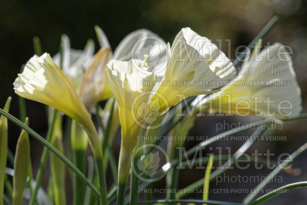 Narcissus White Petticoat (Daffodil) 1  