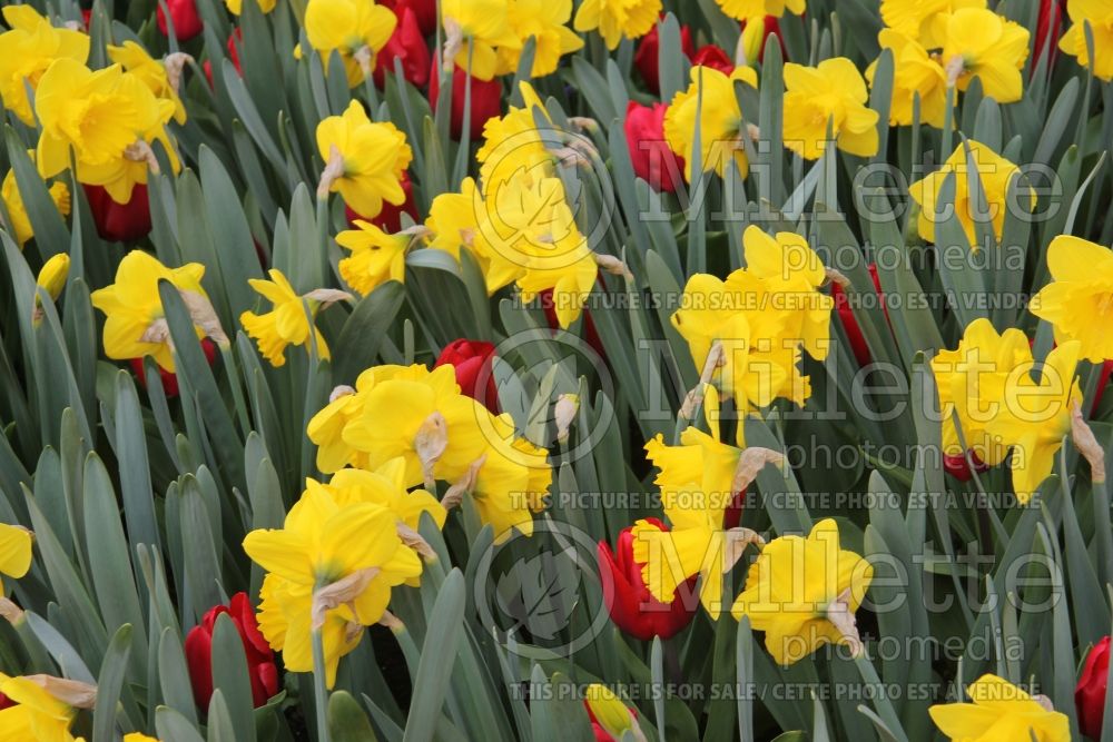 Narcissus Yellow River (Daffodil) 1 