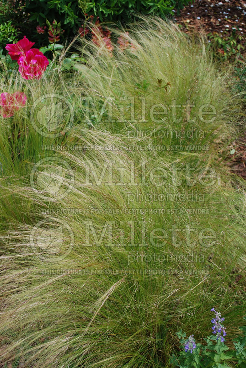 Nassella or Stipa tenuissima (Mexican Feather Grass)  1 