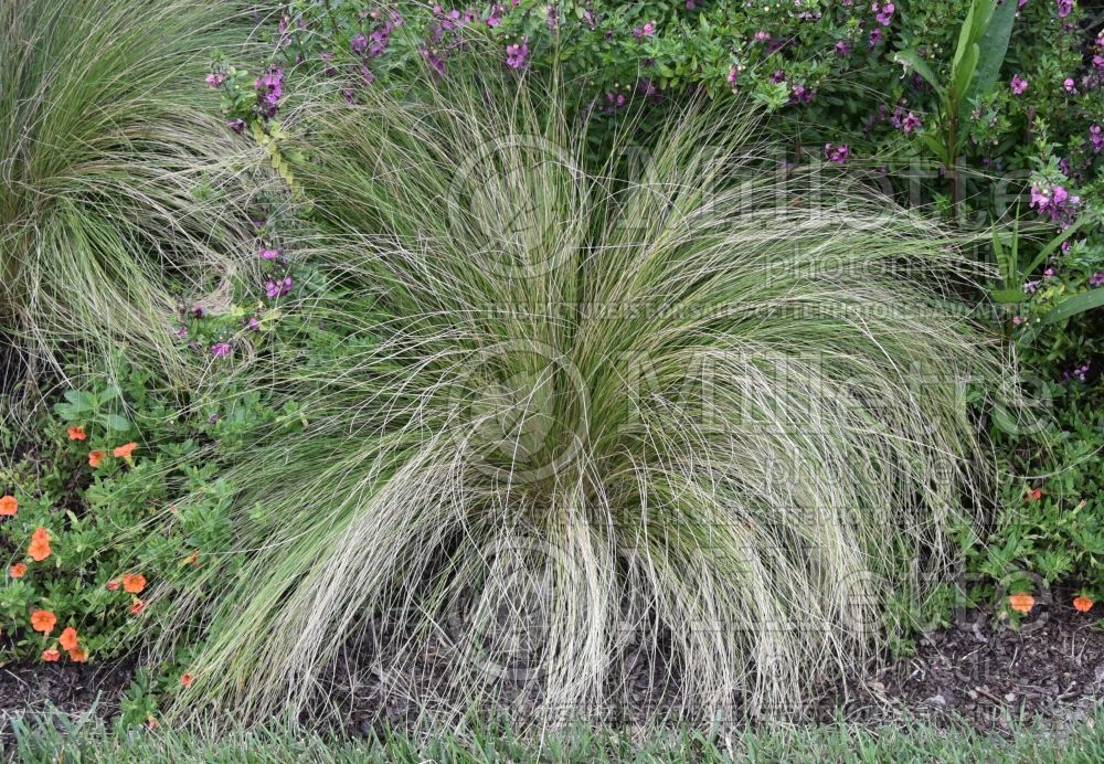 Nassella aka Stipa tenuissima (Mexican Feather Grass)  3 