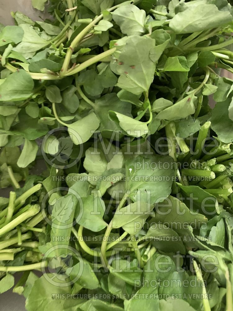 Nasturtium officinale (Berro Watercress or yellowcress) 2 