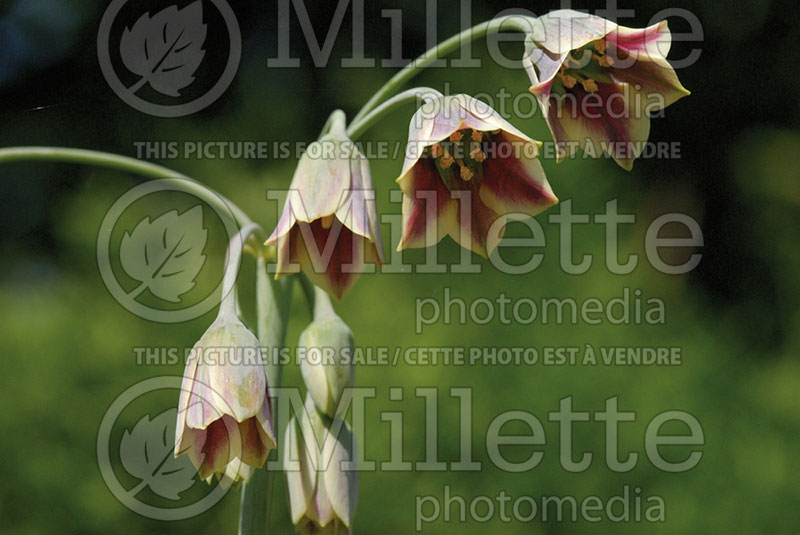 Nectaroscordum siculum (Ornamental onion)  1