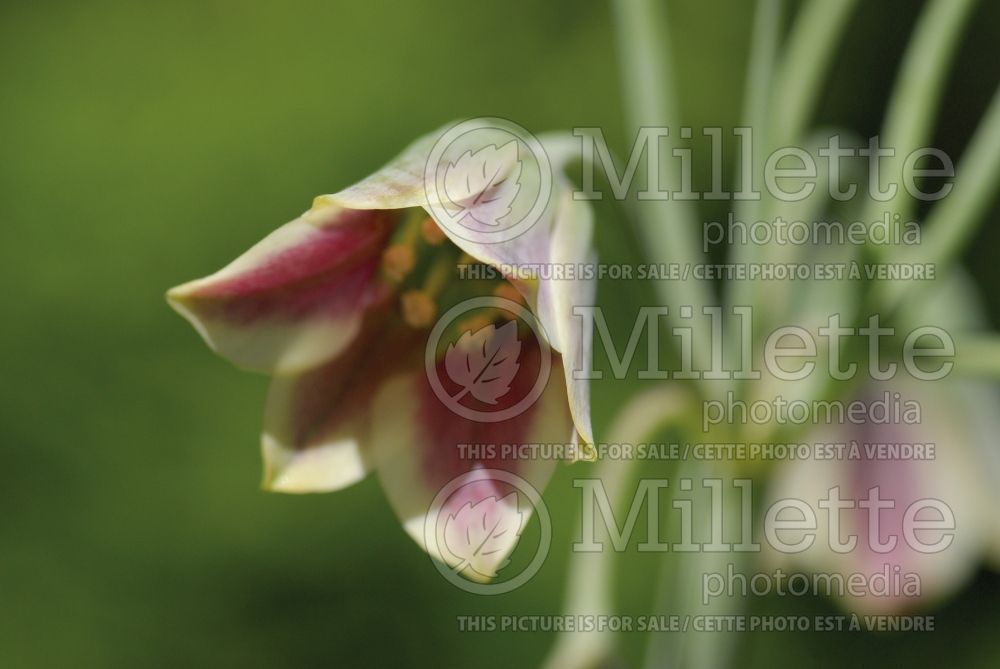 Nectaroscordum siculum (Ornamental onion)  2