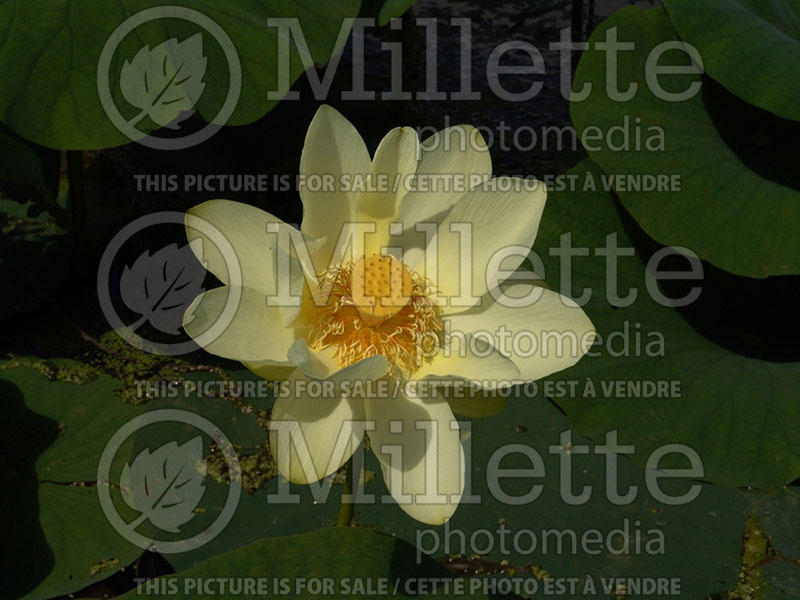 Nelumbo lutea (Lotus) 1